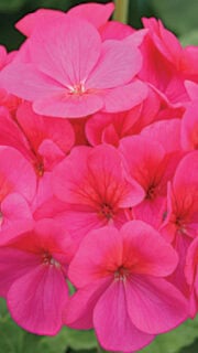 Vöötpelargoon "Simona" F1