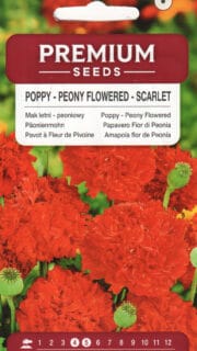 Pojengiõieline unimagun  "Scarlet"