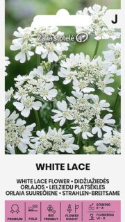 Suureõieline orlaia "White Lace"
