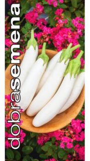 Baklažaan "White Knight" F1