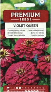 Harilik pruudisõlg "Violet Queen"
