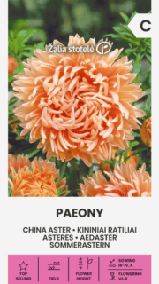 Aster "Paeony Salmon"