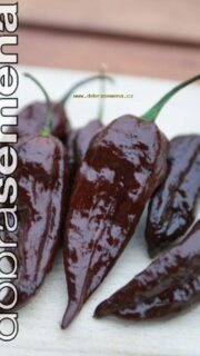 Kariibi paprika "Bhut Jolokia Chocolate"