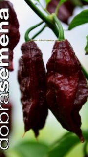 Kariibi paprika "Naga Black"