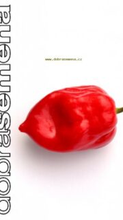 Kariibi paprika "Numex Suave Red"