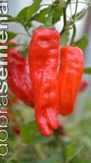 Kariibi paprika "Venezuelan Tiger"