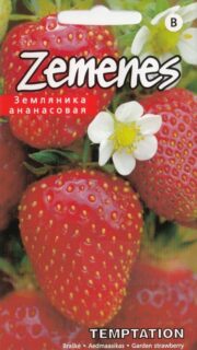 Aedmaasikas "Temptation"