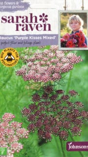 Dekoratiivporgand "Purple Kisses Mixed"