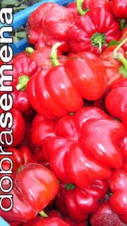 Paprika "Szuszanna"