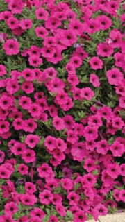 Ripp-petuunia "Purple Velvet" F1