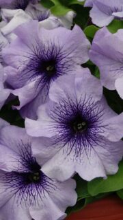 Petuunia "Limbo Blue Veined" F1