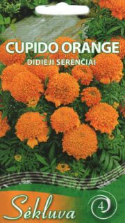 Peiulill "Cupido Orange"