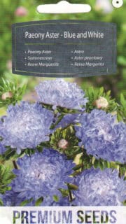 Aster "Blue and White"