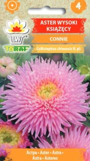 Aster "Connie"