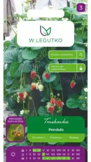 Aedmaasikas "Pendula" amplisse