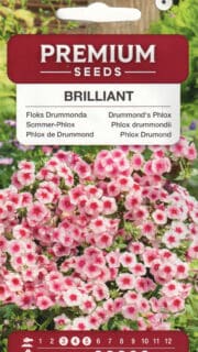 Suvi-leeklill "Brilliant"