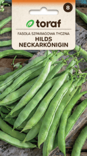 Lattuba "Hilds Neckarkönigin"