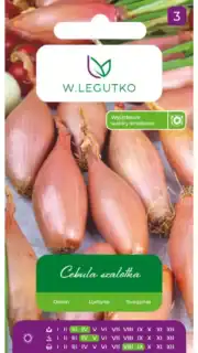 Šalottsibul "Zebrune"