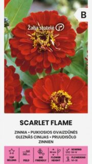 Harilik pruudisõlg "Scarlet Flame"