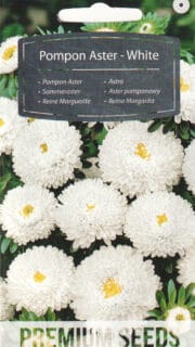 Aster "Pompon White"