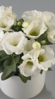 Suureõieline preeriakell "Carmen Ivory" F1