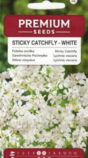 Harilik tõrvalill valge