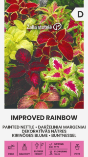 Värd-kirinõges "Improved Rainbow"