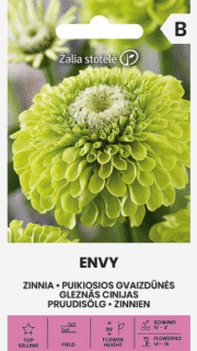 Harilik pruudisõlg "Envy"