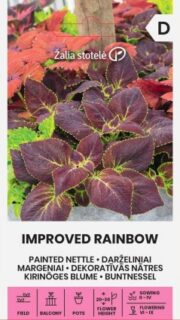 Värd-kirinõges "Improved Rainbow"