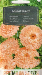 Saialill "Apricot Beauty"