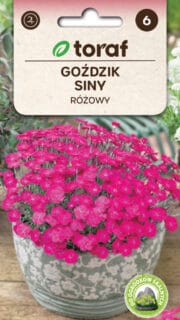 Hall nelk "Cheddar Pink"