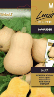 Muskaatkõrvits "Laura"