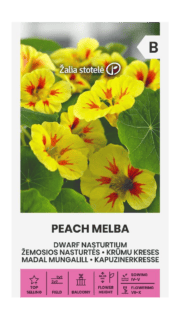 Suur mungalill  "Peach Melba"