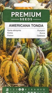 Kõrvits "Americana Tonda"