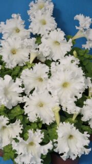 Petuunia "Aphrodita Bila" F1