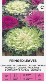 Dekoratiivkapsas "Fringed Leaves"