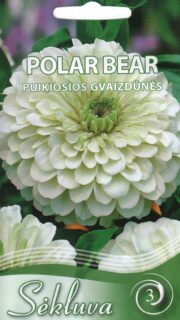 Harilik pruudisõlg "Polar Bear"