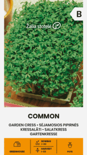 Salatkress - kress-salat  "Common"