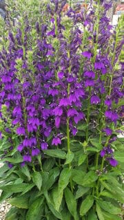 Eriline lobeelia "Starship Blue"