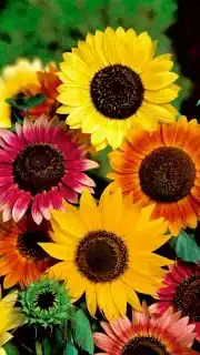 Harilik päevalill kõrgete segu 100 grammi