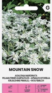Kirjulehine piimalill "Mountain Snow"