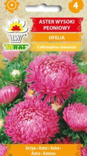 Aster "Ofelia"