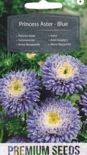 Aster "Blue"