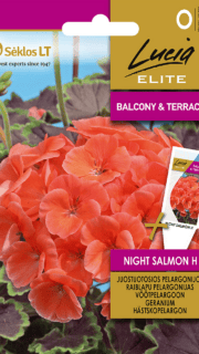 Vöötpelargoon "Night Salmon" F1