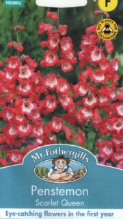 Emajuurjas peekerlill "Scarlet Queen"