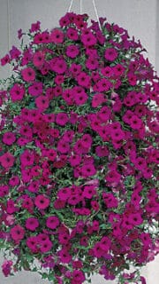 Ripp-petuunia “Diamond Purple” F1