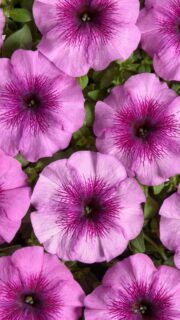 Petuunia "Galo Light Purple" F1