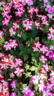 Sultan-lemmalts "Accent Premium Stars" F1 / "Accent Barevne Hvezdy" F1