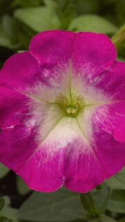 Petuunia "Picobella Rose Morn" F1