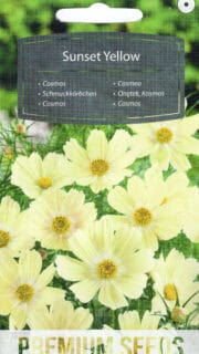 Kosmos "Sunset Yellow"